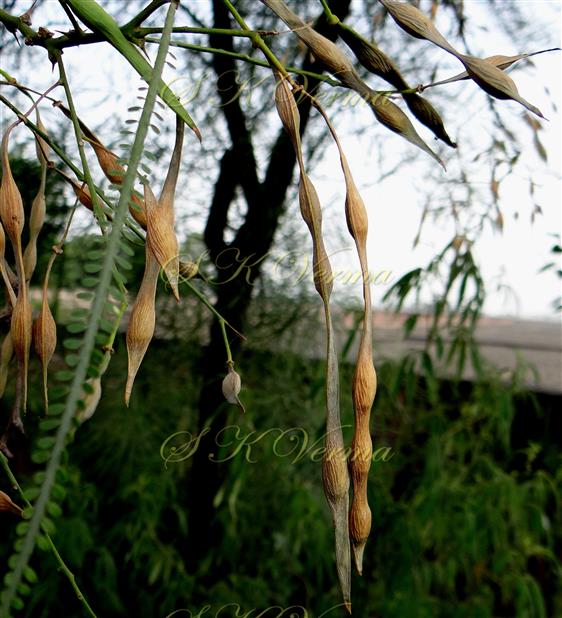  Legumes